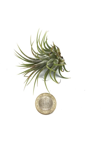 - Hava Bitkisi - Tillandsia Harrisii