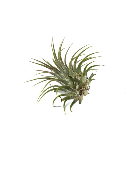 - Hava Bitkisi - Tillandsia Harrisii