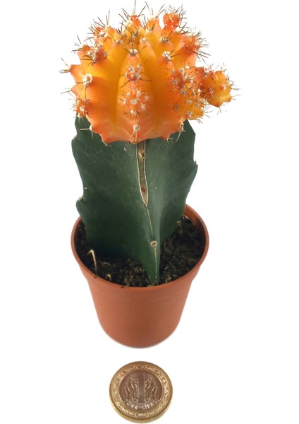 - Kaktüs - Gymnocalycium Mihanovichii 'Hibotan' Turuncu fiyatları