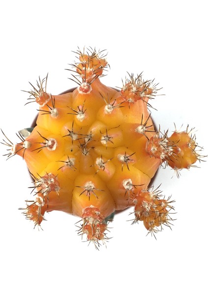 - Kaktüs - Gymnocalycium Mihanovichii 'Hibotan' Turuncu modelleri
