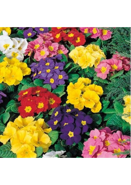 Çuha Çiçeği Primula 20 Adet - Hediyelik