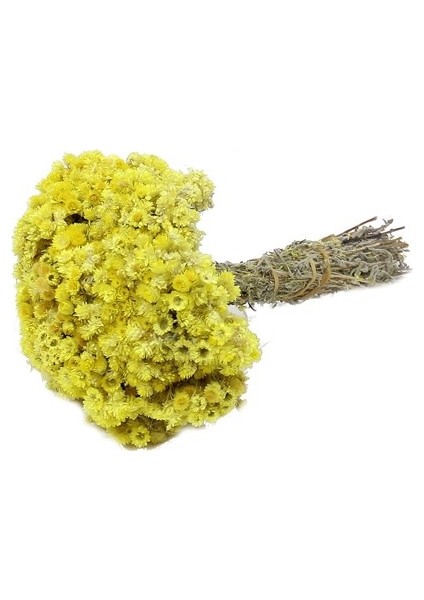 Altın Otu modelleri