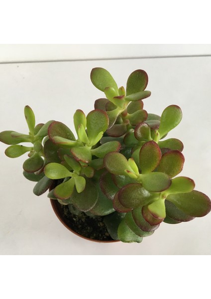 Büyük Boy Crassula Ovata Para Çiçeği