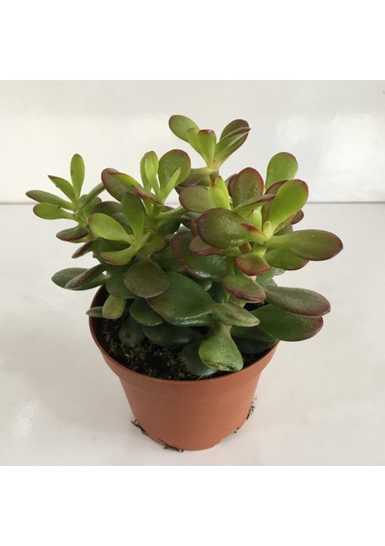 Büyük Boy Crassula Ovata Para Çiçeği