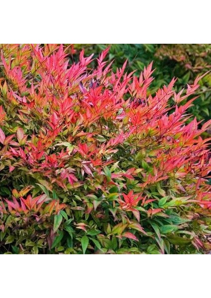 Cennet Bambusu 5 Adet - Nandina Domestica