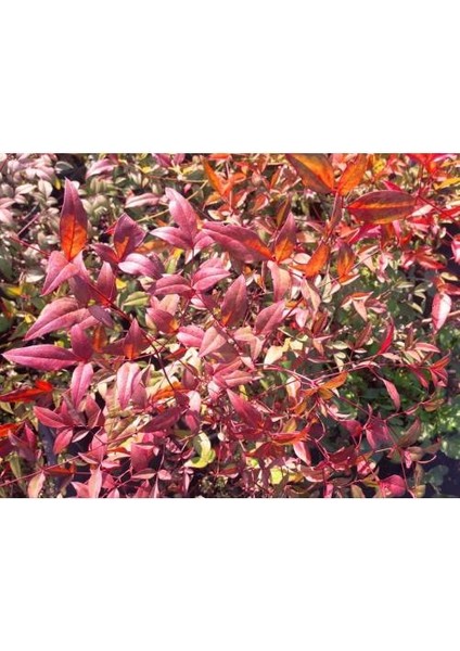 Cennet Bambusu 5 Adet - Nandina Domestica