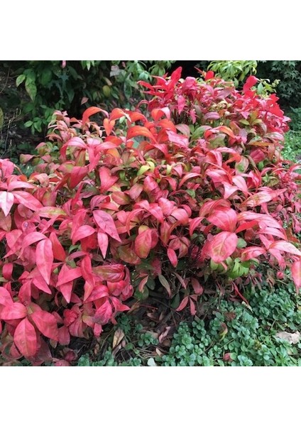 Cennet Bambusu 5 Adet - Nandina Domestica