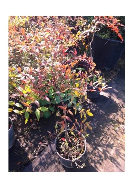Cennet Bambusu 5 Adet - Nandina Domestica