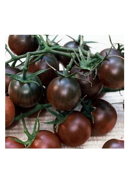 Siyah Salkım Domates Tohumu