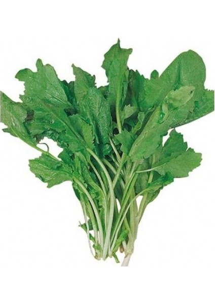Tere Tohumu 10gr 1 Paket