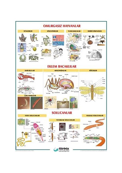 Omurgasız Hayvanlar Levhası 70x100 cm 33083