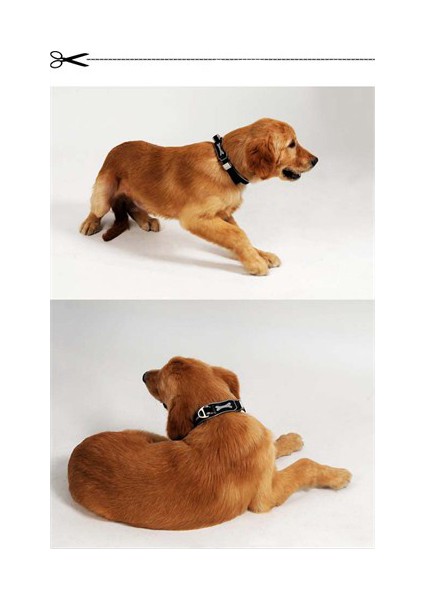 Ergocomfort Köpek Boyun Tasması M Siyah