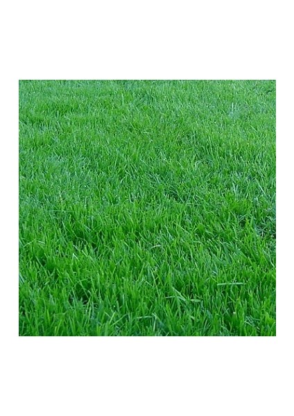 Çim Tohumu 1 kg fiyatları