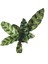 - Calathea Lancifolia (Dua Çiçeği) 2