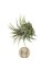 - Hava Bitkisi - Tillandsia Harrisii 2