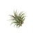 - Hava Bitkisi - Tillandsia Harrisii 3