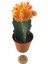 - Kaktüs - Gymnocalycium Mihanovichii 'Hibotan' Turuncu 2