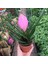 - Tillandsia Cyanea - Ev ve Ofis Bitkisi 3