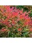 Cennet Bambusu 5 Adet - Nandina Domestica 1
