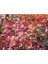 Cennet Bambusu 5 Adet - Nandina Domestica 2