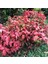 Cennet Bambusu 5 Adet - Nandina Domestica 3