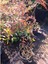 Cennet Bambusu 5 Adet - Nandina Domestica 4