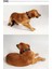 Ergocomfort Köpek Boyun Tasması M Siyah 2
