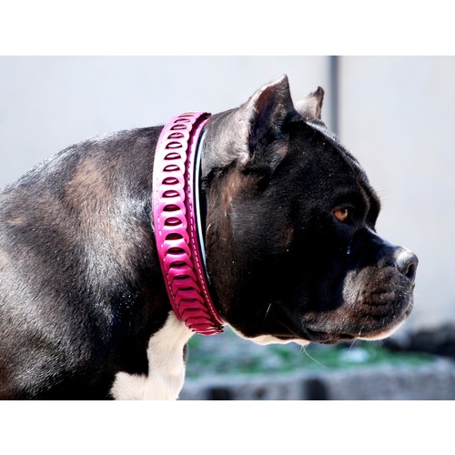 Ac Leather Kopek Boyun Tasmasi Extreme Pembe Fiyati