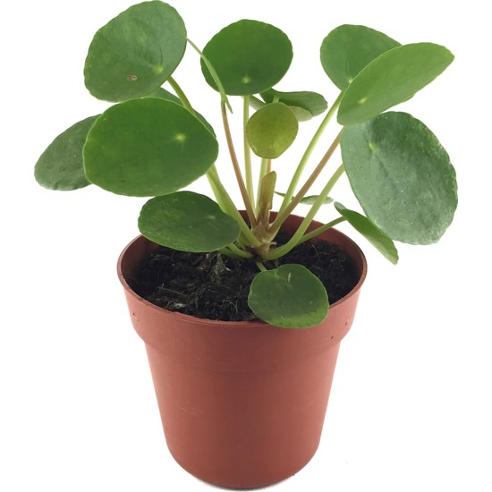 Pilea Интернет Магазин Растений