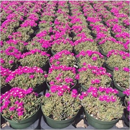Tunç Botanik Acem Halısı 40 Adet - Çiçekli Yer Örtücü Bitki