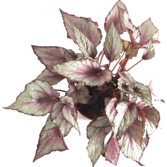 Betonish Ev Bitkisi Begonia Rex 5 Fiyatı - Taksit Seçenekleri