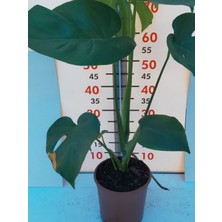 Bitkifidan Deve Tabanı-monstera Deliciosa 40-60 Cm