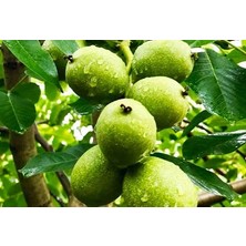 100 'lü Chandler Ceviz Fidanı Paketi