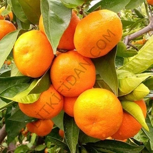 3 Yaş Aşılı Satsuma Mandalina
