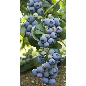 3 Yaş Bluecrop Yaban Mersini Fidanı