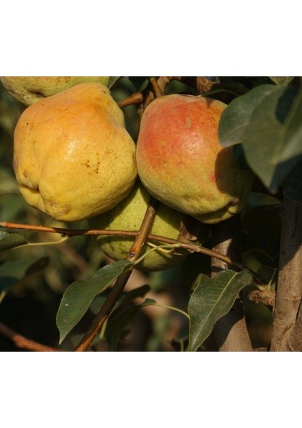 3 Yaş Margeret Armut Fidanı