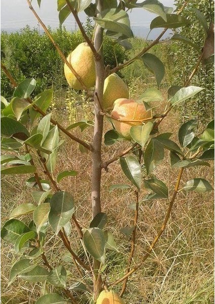 3 Yaş Margeret Armut Fidanı fiyatları
