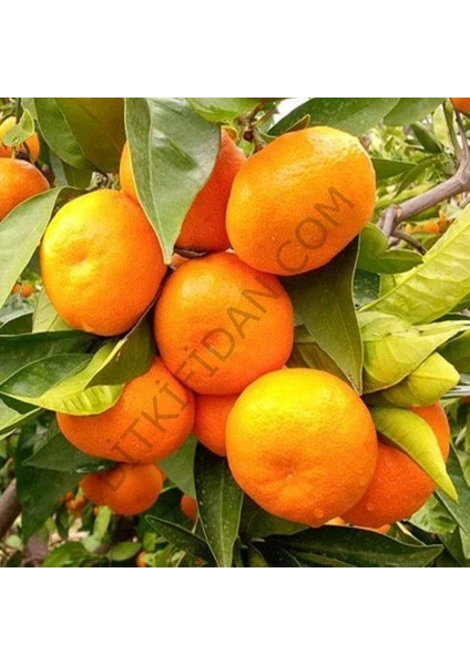 3 Yaş Aşılı Satsuma Mandalina