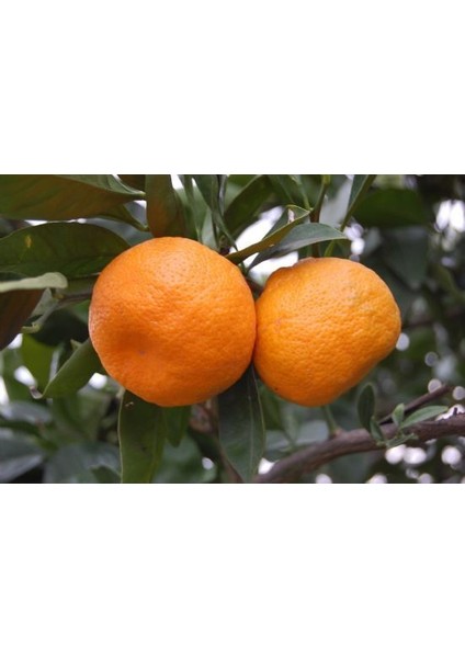 5 Yaş Aşılı Satsuma Mandalina Fidanı