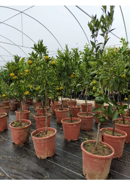 5 Yaş Aşılı Satsuma Mandalina Fidanı fiyatları