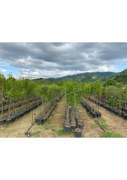 4 Yaş İğde Fidanı fiyatları