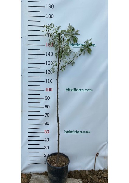 4 Yaş İğde Fidanı modelleri