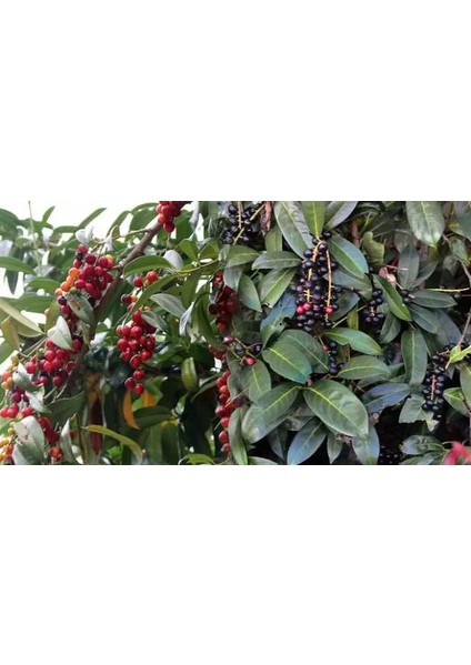 4 Yaş İğde Fidanı fırsatları