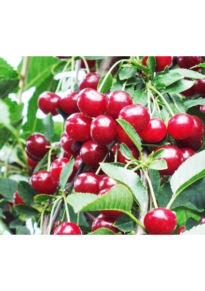 4 Yaş Kütahya Vişnesi Fidanı