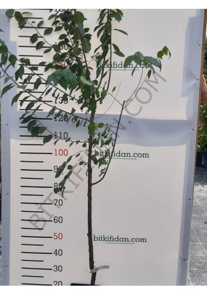4 Yaş Kütahya Vişnesi Fidanı