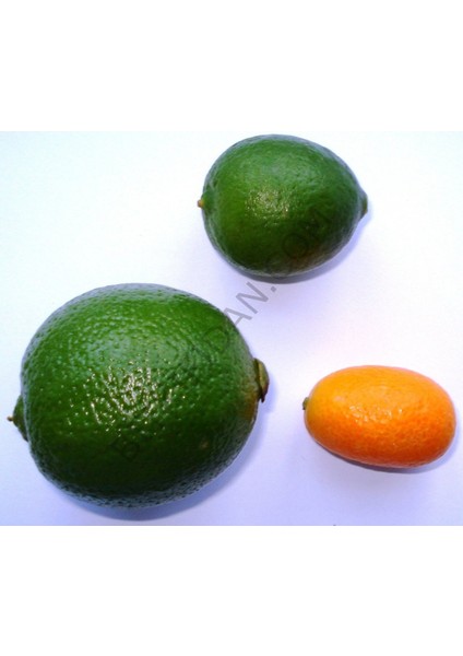 3 Yaş Aşılı Limequat Fidanı