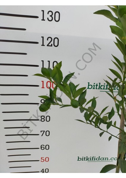 3 Yaş Aşılı Limequat Fidanı fiyatları