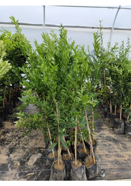 3 Yaş Aşılı Limequat Fidanı modelleri
