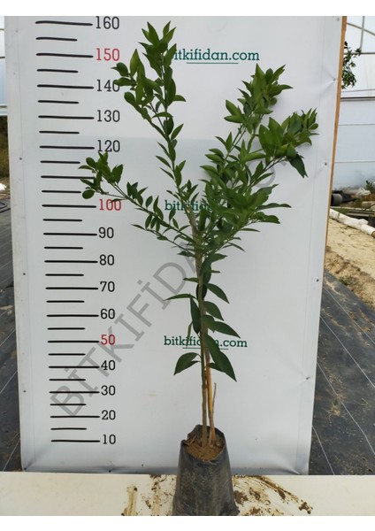 3 Yaş Aşılı Limequat Fidanı fırsatları