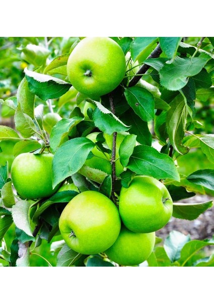 6 Yaş Granny Smith Elma Fidanı